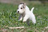 FOX TERRIER 320